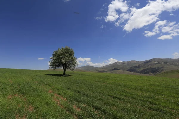 Erciyes Mountain Een Vulkaan Regio Midden Anatolië Sultansazl Ten Zuidwesten — Stockfoto