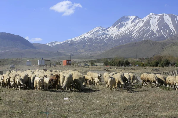 Erciyes Mountain Est Volcan Situé Dans Région Anatolie Centrale Sultansazl — Photo