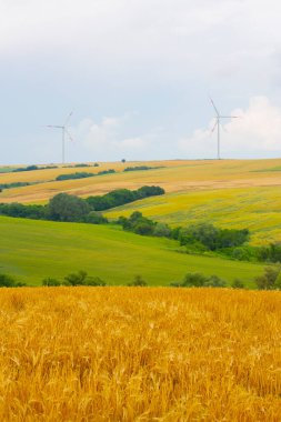Tekirdağ yolunda tarlalar.