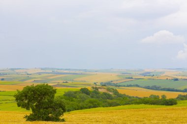 Tekirdağ yolunda mahsul tarlaları. / Türkiye.