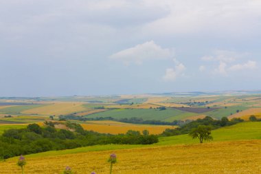 Tekirdağ yolunda mahsul tarlaları. / Türkiye.