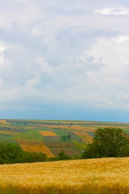 Tekirdağ yolunda mahsul tarlaları. / Türkiye.