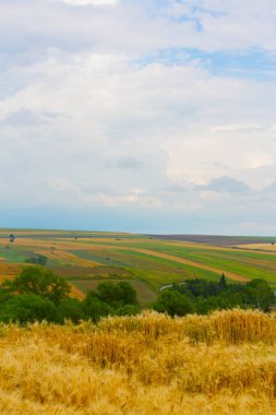 Tekirdağ yolunda mahsul tarlaları. / Türkiye.