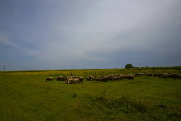 Getreidefelder Der Straße Tekirdag — Stockfoto