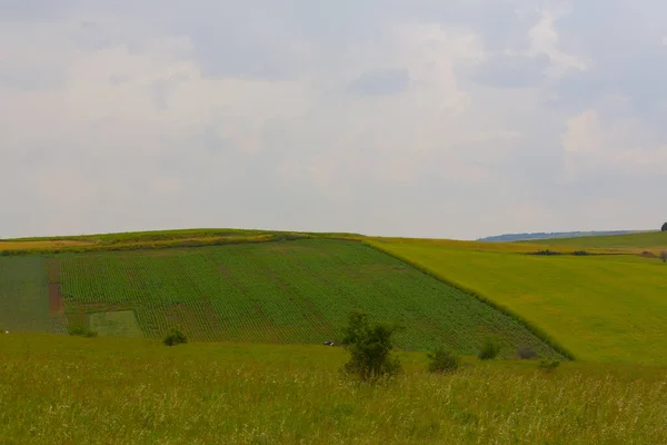 Tekirdağ Yolunda Tarlalar — Stok fotoğraf