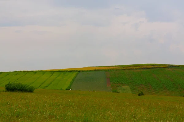 Campos Cultivo Tekirdag Carretera — Foto de Stock