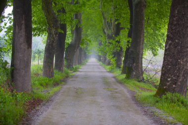 Bursa / Lipli Köyünün oksijen koridoru