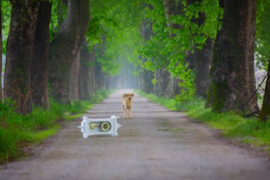Bursa / Lipli Köyünün oksijen koridoru