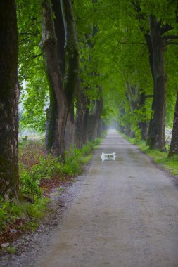Bursa / Lipli Köyünün oksijen koridoru