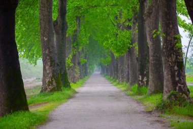 Bursa / Lipli Köyünün oksijen koridoru