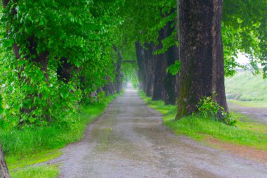 Bursa / Lipli Köyünün oksijen koridoru