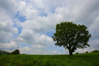 Balıkçı koi / balıkçı bursu / Türkiye.