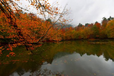 Yedigller Milli Parkı Bolu 'nun kuzeyinde, Zonguldak' ın güneyinde, Dzce 'nin güneyinde, Dzce' nin doğusunda yer almaktadır..