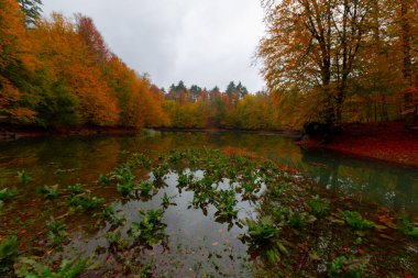 Yedigller Milli Parkı Bolu 'nun kuzeyinde, Zonguldak' ın güneyinde, Dzce 'nin güneyinde, Dzce' nin doğusunda yer almaktadır..