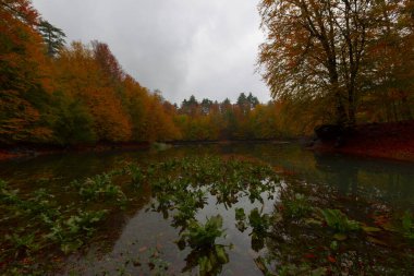 Yedigller Milli Parkı Bolu 'nun kuzeyinde, Zonguldak' ın güneyinde, Dzce 'nin güneyinde, Dzce' nin doğusunda yer almaktadır..