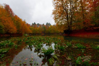 Yedigller Milli Parkı Bolu 'nun kuzeyinde, Zonguldak' ın güneyinde, Dzce 'nin güneyinde, Dzce' nin doğusunda yer almaktadır..