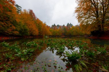 Yedigller Milli Parkı Bolu 'nun kuzeyinde, Zonguldak' ın güneyinde, Dzce 'nin güneyinde, Dzce' nin doğusunda yer almaktadır..