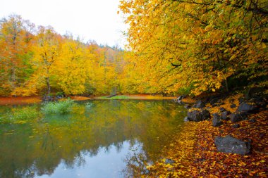 Yedigller Milli Parkı Bolu 'nun kuzeyinde, Zonguldak' ın güneyinde, Dzce 'nin güneyinde, Dzce' nin doğusunda yer almaktadır..