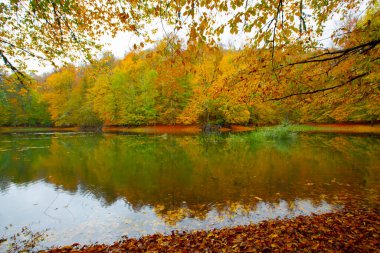 Yedigller Milli Parkı Bolu 'nun kuzeyinde, Zonguldak' ın güneyinde, Dzce 'nin güneyinde, Dzce' nin doğusunda yer almaktadır..