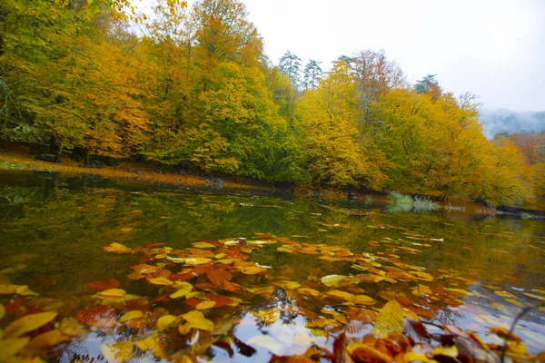 Yedigller国立公園は黒海地域に位置しています 北ボルの Zonguldakの南 Dzceの南 Dzceの東に — ストック写真