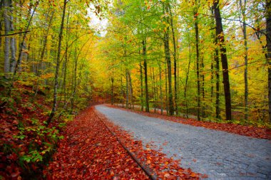 Yedigller Milli Parkı Bolu 'nun kuzeyinde, Zonguldak' ın güneyinde, Dzce 'nin güneyinde, Dzce' nin doğusunda yer almaktadır..