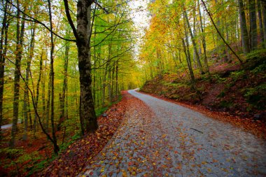Yedigller Milli Parkı Bolu 'nun kuzeyinde, Zonguldak' ın güneyinde, Dzce 'nin güneyinde, Dzce' nin doğusunda yer almaktadır..
