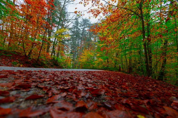 Yedigller National Park Located Black Sea Region North Bolu South — Stock Photo, Image