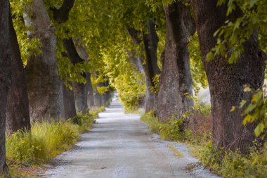 Bursa / Lipsli Köyünün oksijen koridoru