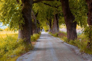 Bursa / Lipsli Köyünün oksijen koridoru