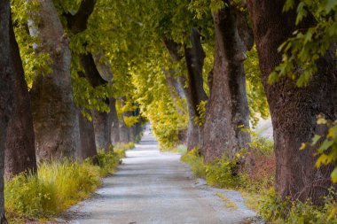 Bursa / Lipsli Köyünün oksijen koridoru