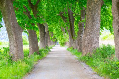 Bursa / Lipsli Köyünün oksijen koridoru