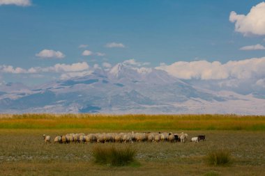 Sultan Bataklıkları, Orta Anadolu Bölgesi Kayseri il sınırları içinde Develi, Yahyal ve Yeilhisar ilçeleri tarafından oluşturulan üçgende yer almaktadır..
