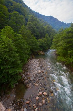 Senyuva Köprüsü, Rize 'nin Amlhemin ilçesinde bulunan bir kemer köprüdür. Köprü 40 metre uzunluğunda ve 20 metre yüksekliğindedir. Amlhemin bölgesinden 7 kilometre uzakta..
