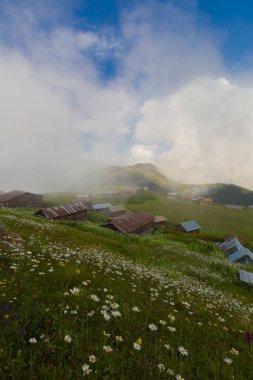 Pokut Platosu, Rize 'nin Amlhemin ilçesinde yer alan bir platodur..