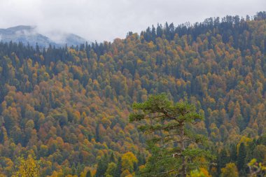 Yedigller Milli Parkı, Karadeniz Bölgesi 'ndeki Bolu iline bağlıdır..