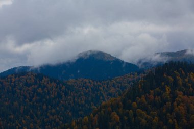 Yenice Ormanları, Yenice ilçesinin Karabk ilinin sınırları içinde yer alan bir ormandır. İlçeden de ismini alır..