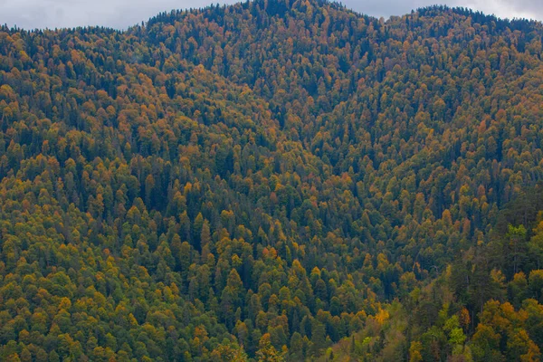 Yenice Forests Una Foresta Situata All Interno Dei Confini Della — Foto Stock