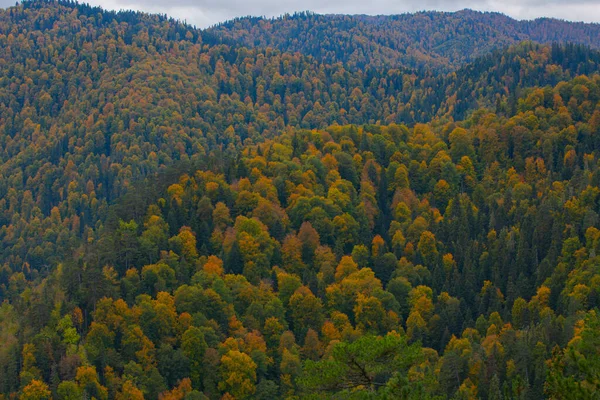 Forêts Yenice Est Une Forêt Située Intérieur Des Frontières Province — Photo