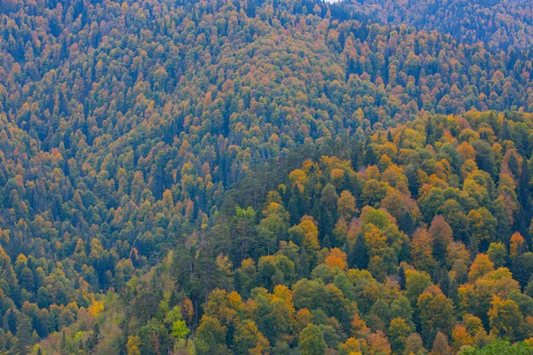 Yenice Forests Una Foresta Situata All Interno Dei Confini Della — Foto Stock