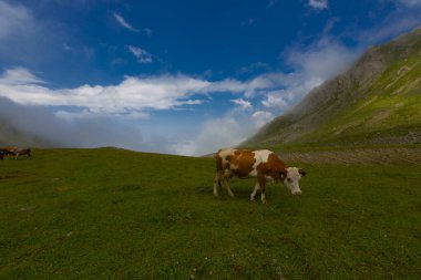 Ambarl Platosu, Rize 'nin Amlhemin ilçesinin dağlık bir bölgesinde yer alan bir platodur. Amlhemin 'den 46 km, Hemin' den 42 km ve Ayeli 'den 57 km uzaklıktadır..