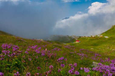 Ambarl Platosu, Rize 'nin Amlhemin ilçesinin dağlık bir bölgesinde yer alan bir platodur. Amlhemin 'den 46 km, Hemin' den 42 km ve Ayeli 'den 57 km uzaklıktadır..