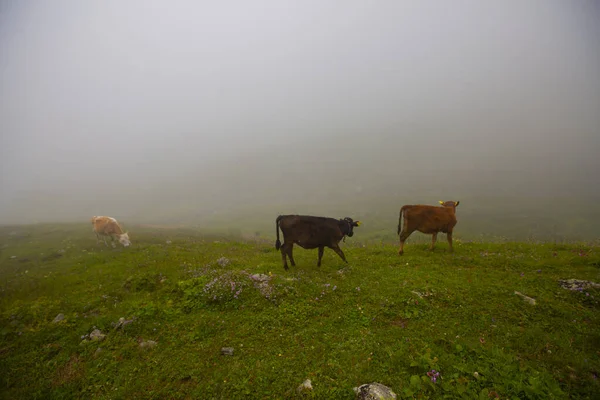 Látogatóhelyek Pokut Fennsík Rize Fennsík Amlhemin Kerület Déli Részén Frtna — Stock Fotó