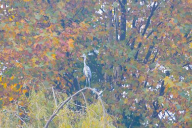 Bursa 'nın görülmesi gereken noktalarından biri olan Soanl Botanik Parkı, şehir hayatından kaçar ve muhteşem bir atmosferdedir. ...