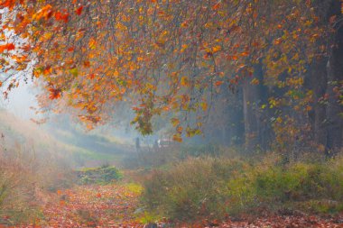 Bursa Lipsli Köyü ve Cinarli Yolu. Bursa, tarihi zenginliklerin ve doğal güzelliklerin her köşede keşfedilmeyi beklediği bir şehirdir..