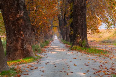 Bursa Lipsli Köyü ve Cinarli Yolu. Bursa, tarihi zenginliklerin ve doğal güzelliklerin her köşede keşfedilmeyi beklediği bir şehirdir..