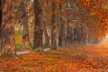Bursa Lipsli Köyü ve Cinarli Yolu. Bursa, tarihi zenginliklerin ve doğal güzelliklerin her köşede keşfedilmeyi beklediği bir şehirdir..
