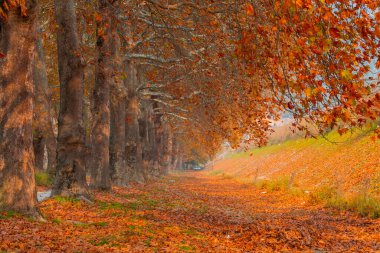 Bursa Lipsli Köyü ve Cinarli Yolu. Bursa, tarihi zenginliklerin ve doğal güzelliklerin her köşede keşfedilmeyi beklediği bir şehirdir..