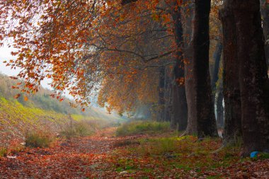 Bursa Lipsli Köyü ve Cinarli Yolu. Bursa, tarihi zenginliklerin ve doğal güzelliklerin her köşede keşfedilmeyi beklediği bir şehirdir..