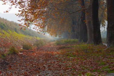 Bursa Lipsli Köyü ve Cinarli Yolu. Bursa, tarihi zenginliklerin ve doğal güzelliklerin her köşede keşfedilmeyi beklediği bir şehirdir..