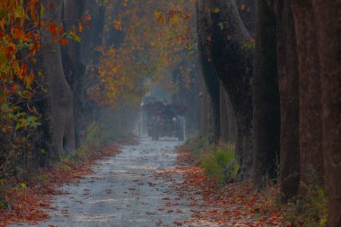 Bursa Lipsli Köyü ve Cinarli Yolu. Bursa, tarihi zenginliklerin ve doğal güzelliklerin her köşede keşfedilmeyi beklediği bir şehirdir..